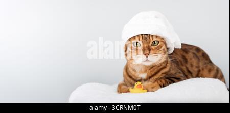 Eine bengalische Katze mit grünen Augen sitzt auf einem weißen Handtuch, einem Handtuch auf dem Kopf, einer gelben Gummientte und einer blauen Flasche Shampoo in der Nähe. Das Konzept geht um g Stockfoto