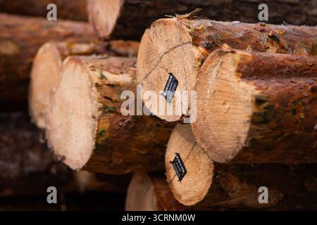 Ein Stapel frisch geschnittener Stämme, bereit für die Verarbeitung, mit einem Aufkleber für die Protokollierung Stockfoto