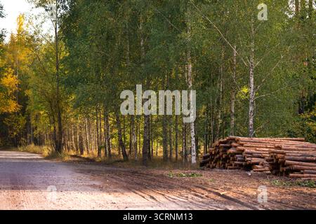 Eine Waldszene mit einer unbefestigten Straße, schlanken Birken und einem Haufen Baumstämme Stockfoto