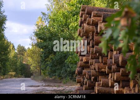 Ein ordentlich gestapelter Stapel frisch geschnittener Stämme, die vor dem Hintergrund eines jungen Waldes verarbeitet werden können Stockfoto