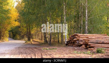 Eine Waldszene mit einer unbefestigten Straße, schlanken Birken und einem Haufen Baumstämme Stockfoto