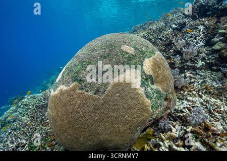 Die Gehirnkorallen von der schweren Bleiche im Jahr 2025, Kri Island Raja Ampat Indonesia. Stockfoto