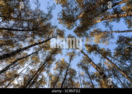 Niedriger Blickwinkel auf Birkenbäume mit herbstgelben Blättern vor klarem blauem Himmel. Wunderschöner Natur Hintergrund für Saisonkonzept. Stockfoto