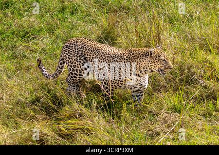 Ein afrikanischer Leopard (Panthera pardus pardus), der durch das hohe Gras im Maasai Mara National Reserve, Kenia, läuft. August 2025 Stockfoto