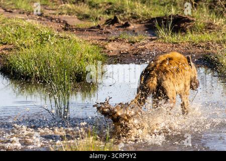 Eine gefleckte Hyäne (Crocuta crocuta) läuft und plätschert durch eine Wasserpfütze in der Savanne des Serengeti-Nationalparks, Tansania, Ostafrika, 20. August Stockfoto