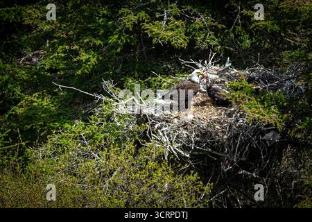 Ein Weißkopfseeadler ernährt seine Jungen in einem Nest hoch in einem Baum. Stockfoto