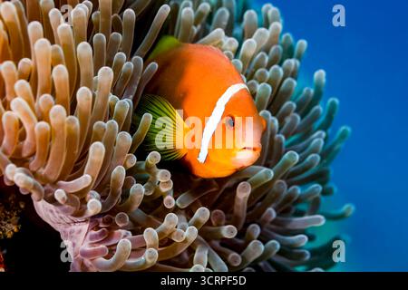 Ein orangener Clownfisch mit weißem Streifen ist eingebettet zwischen den Tentakeln einer Meeresanemone und sucht Schutz und Zuflucht in einer symbiotischen Beziehung. Stockfoto