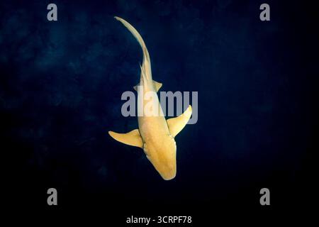 Ein Ammenhai schwimmt im tiefblauen Meer. Stockfoto