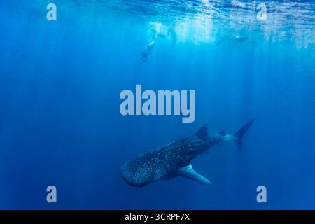 Der Freitaucher folgt dem Walhai rhincodon Typus und taucht unter der Oberfläche im blauen Ozean Stockfoto