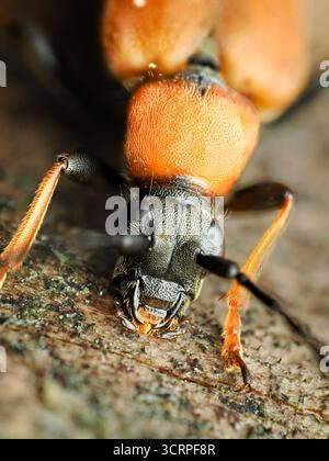 Der rotbraune Langhornkäfer (Stictoleptura rubra). Hochformat, Makro. Stockfoto