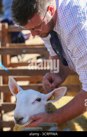40. Masham Sheep Fair 2025, North Yorkshire, England, Vereinigtes Königreich Stockfoto