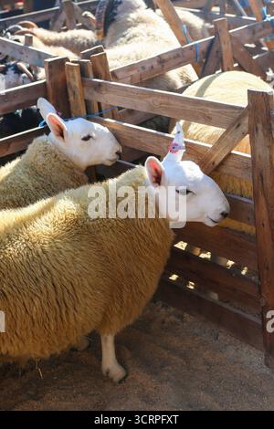 40. Masham Sheep Fair 2025, North Yorkshire, England, Vereinigtes Königreich Stockfoto