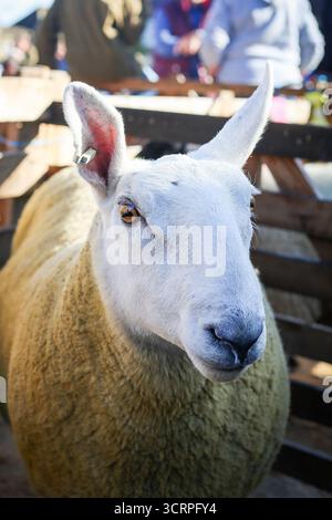 40. Masham Sheep Fair 2025, North Yorkshire, England, Vereinigtes Königreich Stockfoto