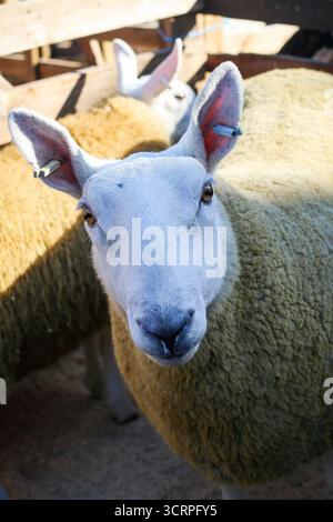 40. Masham Sheep Fair 2025, North Yorkshire, England, Vereinigtes Königreich Stockfoto