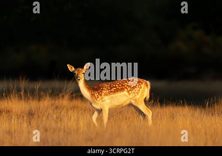Porträt eines jungen Damhirsches, der auf einer Wiese steht, Großbritannien. Stockfoto