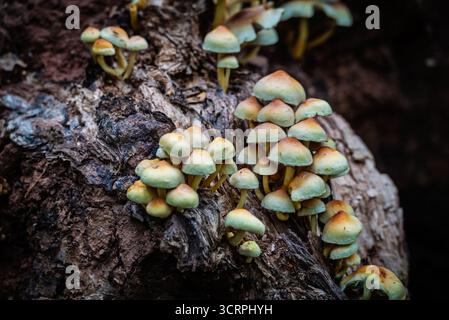 Pilze wachsen auf einem verfallenen Baum und spielen eine wichtige Rolle bei der Zersetzung und dem Nährstoffkreislauf im Waldökosystem. Stockfoto