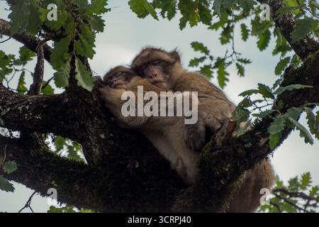 Berbermakaken schlafen und kuscheln in La Forêt des Singes, Rocamadour, Frankreich Stockfoto