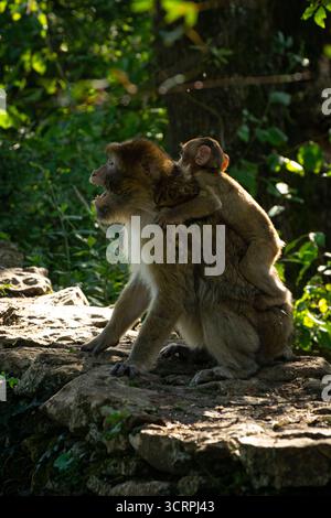Barbary Macaque Baby auf seiner Mutter zurück in La Forêt des Singes, Rocamadour Stockfoto