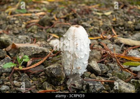 Shaggy Inkcap (Coprinus comatus), auch bekannt als Anwaltsperücke oder Shaggy Mane Stockfoto