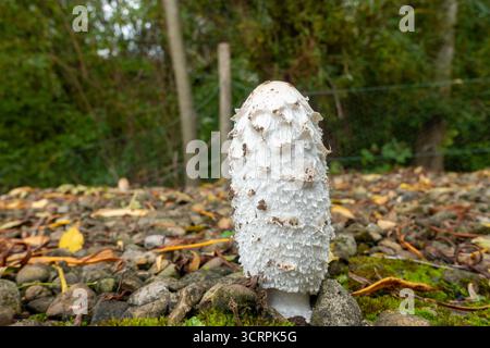 Shaggy Inkcap (Coprinus comatus), auch bekannt als Anwaltsperücke oder Shaggy Mane Stockfoto