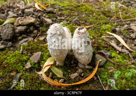 Shaggy Inkcap (Coprinus comatus), auch bekannt als Anwaltsperücke oder Shaggy Mane Stockfoto