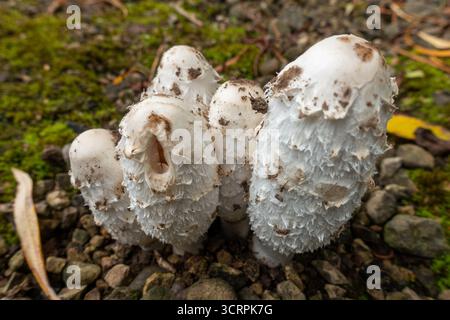 Shaggy Inkcap (Coprinus comatus), auch bekannt als Anwaltsperücke oder Shaggy Mane Stockfoto