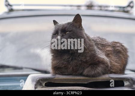 Flauschige, schwarze Katze, die sich auf der Motorhaube entspannt und mit Zufriedenheit und Eleganz im Freien präsentiert. Stockfoto
