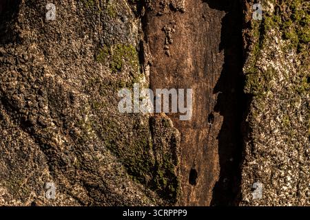 Detaillierte Makroaufnahme von Baumrinde mit Moos. Erdtöne heben die Textur und natürliche Detai hervor Stockfoto