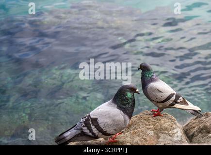 DOS palomas posadas en primer plano, con el mar azul de fondo. La imagen Transmite tranquilidad Stockfoto