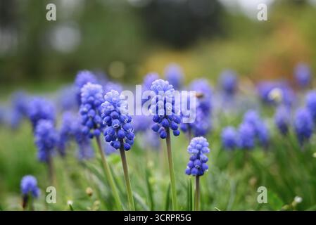 Blühender blauer Muscari aus nächster Nähe auf einer Wiese. Geringe Schärfentiefe, unscharfer Hintergrund, Platz für Text, Bokeh. Stockfoto