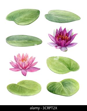 Aquarellset Seerosen isoliert auf weißem Hintergrund. Handgemalte rosafarbene Blumen und grüne Blätter. Gut für Postkarten, Einladungen Stockfoto