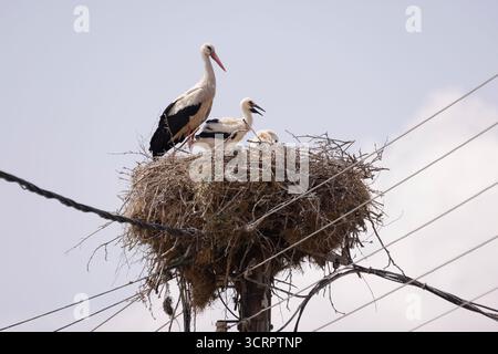 Weißstorch - Ciconia ciconia auf Nest mit Jungen Stockfoto