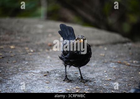 Eurasische Amsel, auch bekannt als die gewöhnliche Amsel oder Turdus merula Nahporträt. Singen mit offenem Schnabel. Lustiges Tierfoto. Kopierbereich. Stockfoto