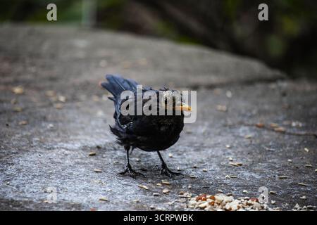 Eurasische Amsel, auch bekannt als die gewöhnliche Amsel oder Turdus merula Nahporträt. Singen mit offenem Schnabel. Lustiges Tierfoto. Kopierbereich. Stockfoto