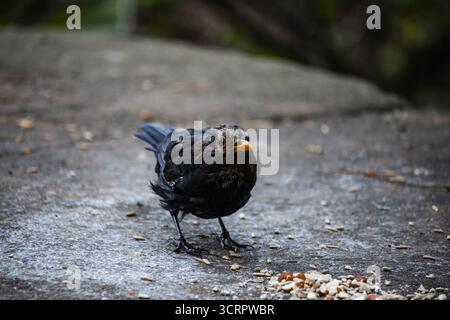 Eurasische Amsel, auch bekannt als die gewöhnliche Amsel oder Turdus merula Nahporträt. Singen mit offenem Schnabel. Lustiges Tierfoto. Kopierbereich. Stockfoto