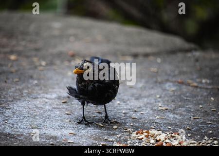 Eurasische Amsel, auch bekannt als die gewöhnliche Amsel oder Turdus merula Nahporträt. Singen mit offenem Schnabel. Lustiges Tierfoto. Kopierbereich. Stockfoto