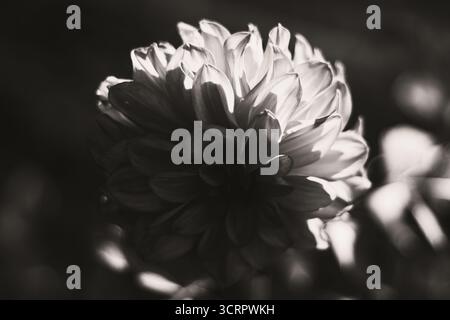 Einfarbiges Bild einer Dahlien in voller Blüte mit Schwerpunkt auf Blütenblattstruktur, Struktur und dramatischen Blumenmustern. Hochwertige Fotos Stockfoto