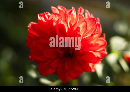 Lebendige rote Dahlienblüte in voller Blüte mit satten Blütenblättern und dramatischer Textur bei warmem Sonnenlicht. Hochwertige Fotos Stockfoto