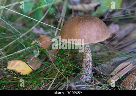 Genießbarer brauner Boletuspilz, der auf Waldgrund zwischen Gras und Herbstblättern wächst. Stockfoto