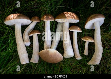 Sammlung von braunen Waldpilzen, die im Herbst auf grünem Gras im Wald angeordnet sind. Stockfoto