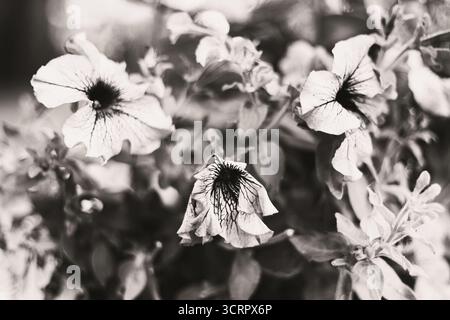 Monochrome Nahaufnahme, die neben anderen Blüten eine verwelkte Petunie zeigt, die Kontrast und natürliche Textur betont Stockfoto
