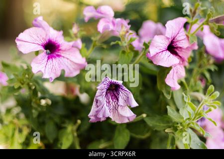 Nahaufnahme von Petunie-Blüten, wo die zentrale Blüte verwelkt ist, umgeben von frischeren Blüten, die natürliche Lebenszyklen und Vergänglichkeit symbolisieren Stockfoto