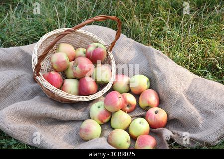 Reife Äpfel im Korb und Sackleinen auf grünem Gras im Freien Stockfoto