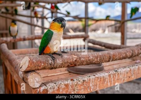 Gelb und grün caique Papageienvögel sitzen auf Holzzweig, Nahaufnahme Detail Stockfoto