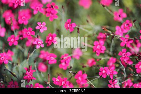 Geringe Schärfentiefe, nur wenige Blüten im Fokus. Hellrosa Gartennelkenblumen auf grüner Wiese. Abstrakter Frühlingshintergrund Stockfoto
