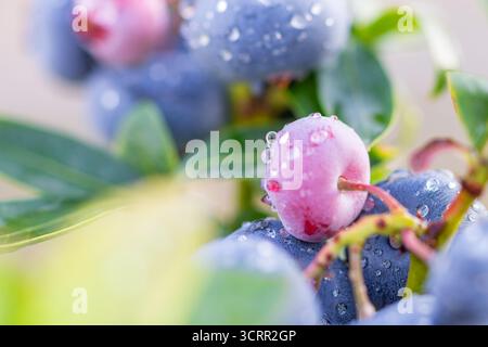 Nahaufnahme frischer, unreifer Heidelbeerfrüchte im Morgentau Stockfoto