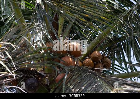 Reife orange Kokosnüsse auf einer tropischen Palme. Ein Symbol für exotische Reisen, Sommerferien und natürliche Landwirtschaft Stockfoto