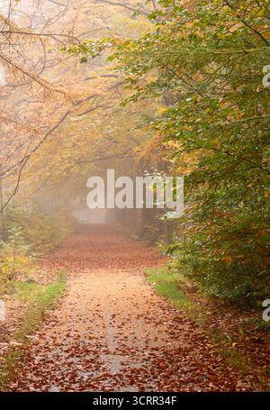 Der Zyklusweg wird aufgrund der Leaves orange Stockfoto