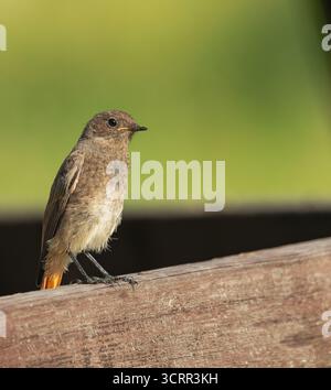 Juveniler Rotstart (Phoenicurus phoenicurus), auf einer Holzleiste, mit dem Licht des Sonnenuntergangs Stockfoto