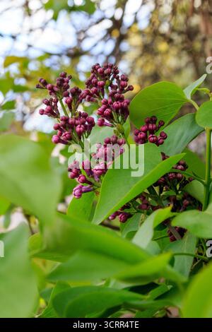 Sommerlandschaft Stockfoto